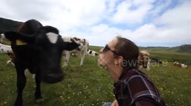 Cow singing with inquisitive & gentle cows