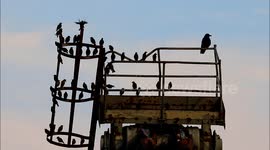 Starlings Roost In Their Hundreds