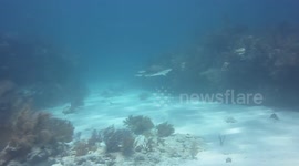 Reef Shark at Molasses Reef  1 Key Largo, Fl