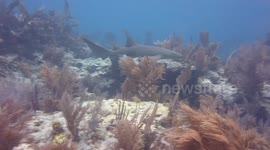 Nurse Shark Passing by