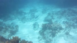 Reef Sharks at Molasses Reef 4 Key Largo, Fl