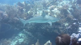 Reef Shark encounter