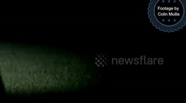 Wallaby in Cornwall - Close encounter