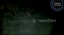 Wallaby on the loose in Cornwall, UK