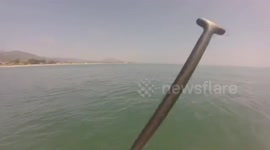 Shark Video
