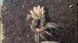 Mesmeric time-lapse footage of a Mexican red knee tarantula moulting
