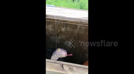 Hilarious fake snake prank