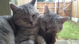 Is this really a two-headed cat?