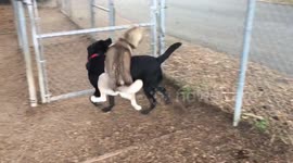 Husky gets carried away while humping Labrador