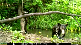 Naughty little bear cub goes for a swim