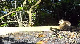 Jumping Ducklings! If at first you don't succeed...