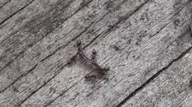 Ant behaviour