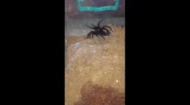 Brachypelma vagans amazing web construction and cute dance