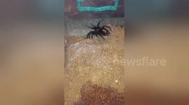 Newsflare Edit - Brachypelma vagans amazing web construction and cute dance