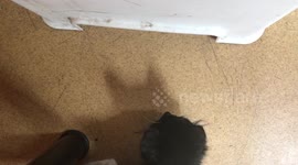Cute kitten steals treat from sibling