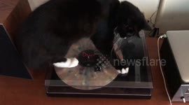 Kitten is baffled by record player
