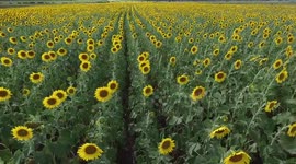 sunflower field
