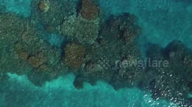 ocean reef hawaii