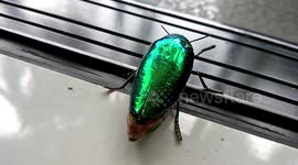 Strikingly beautiful Jewel Beetle