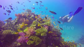 Scuba diving in beautiful colourful reef in Beqa Lagoon in Fiji