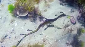 Weedy sea dragon going with the flow in Australia