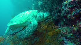 A turtle taking a nap on the reef under water