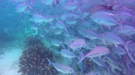 What it's like to swim inside a big school of fish