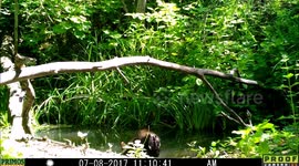 bear cub plays enthusiastically in water 8July2017