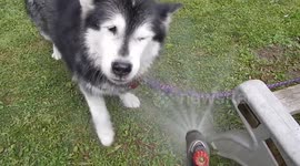 My Alaskan Malamute Pinga Likes The Garden Hose For A Drink