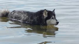 My Alaskan Malamute Pinga has webbed feet