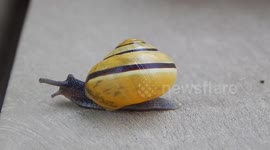 Snail Stars