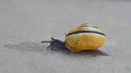 Snail Sense