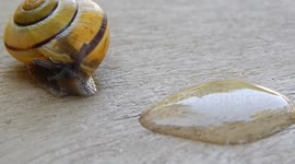 A Snail Without a Shell