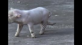 Piglet with six legs born in China
