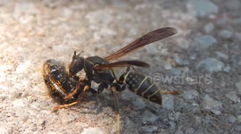 Toddler Wasp Fatality