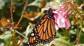 Monarch Butterfly Taste The Freedom