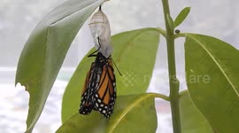 Monarch Butterfly's Birthday