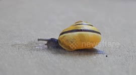 Pet Garden Snails