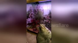 Cat is fascinated by tarantula in vivarium