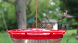 Hummingbird in flight Beautiful 1080p HD