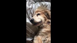 Grumpy dog gives chat back