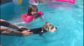 Dog swims in pool for first time