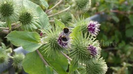 Bumble Bees Flower 4k video