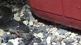 Snake Swallows The Bait