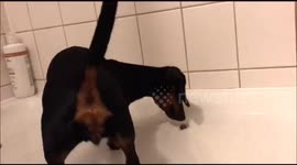 Hilarious: Dog kicks moth to land feet away