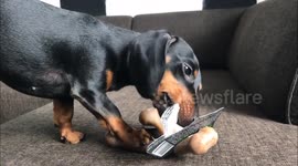 Dog prefers packaging over bacon flavored bone