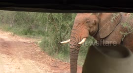 Elephant gets really close to safari jeep