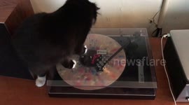 Kitten is baffled by record player