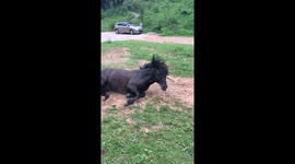 A playful horse