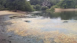 Hollow pond is polluted with algae and dry